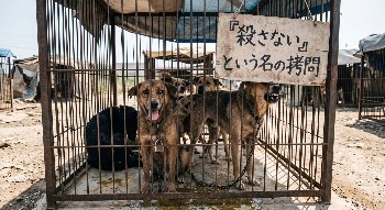 人間の業 ― 綺麗事の裏側 第３９話：「殺処分ゼロ」という綺麗事が生む新たな地獄