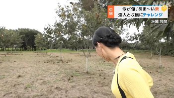 【画像】道上美璃アナ　サスペンダーでニットの豊乳を挟みながら栗ひろいをする！！【GIF動画あり】